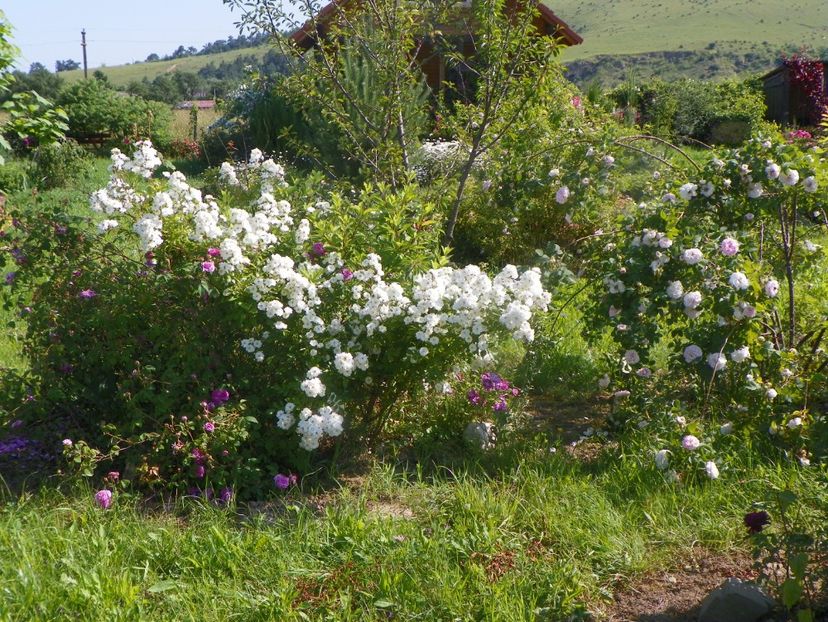 Francine Austin si Cuisse de Nymphe - Trandafiri 2019 2