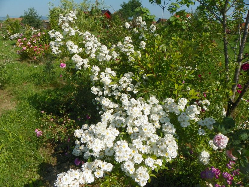 Francine Austin - Trandafiri 2019 2