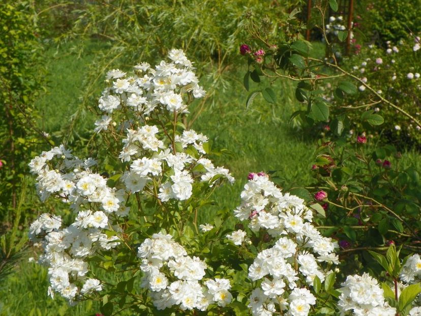 Francine Austin - Trandafiri 2019 2