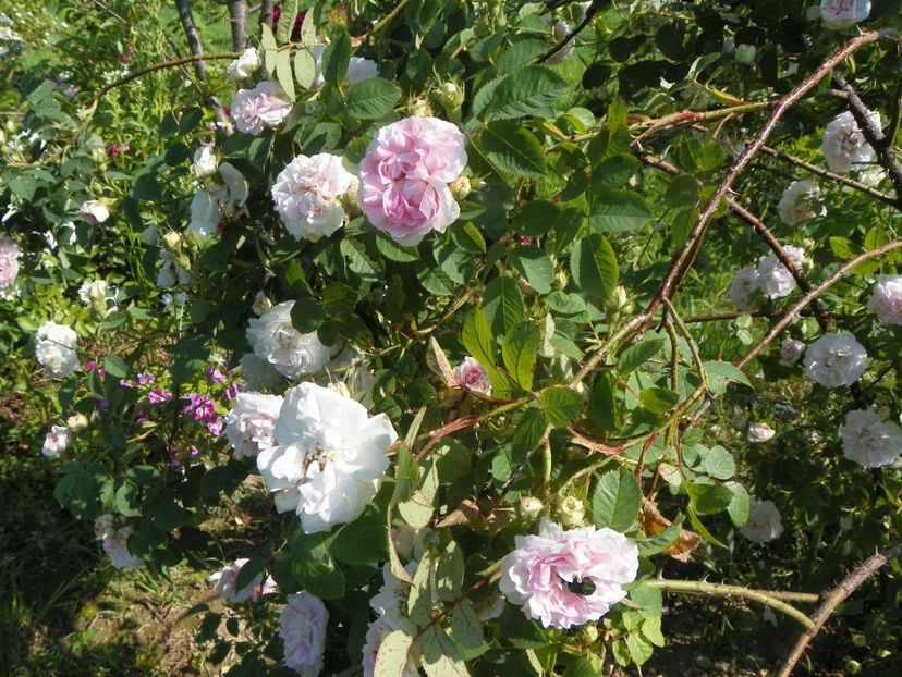 Cuisse de Nymphe - Trandafiri 2019 2