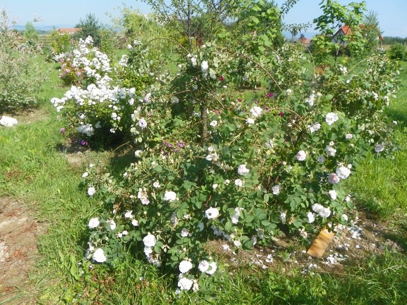 Cuisse de Nymphe si Francine Austin - Trandafiri 2019 2