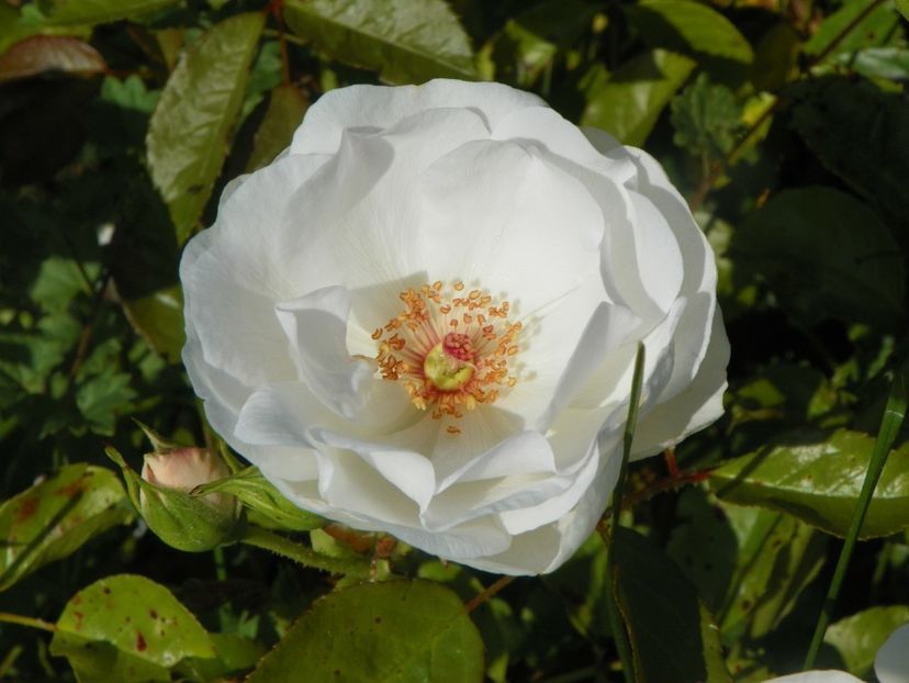 Dominique Loiseau - Trandafiri 2019 2