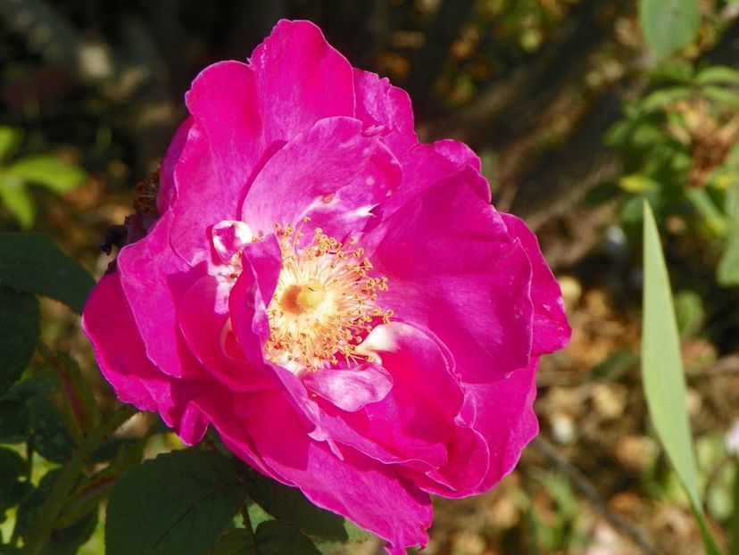 Gallica Officinalis - Trandafiri 2019 2