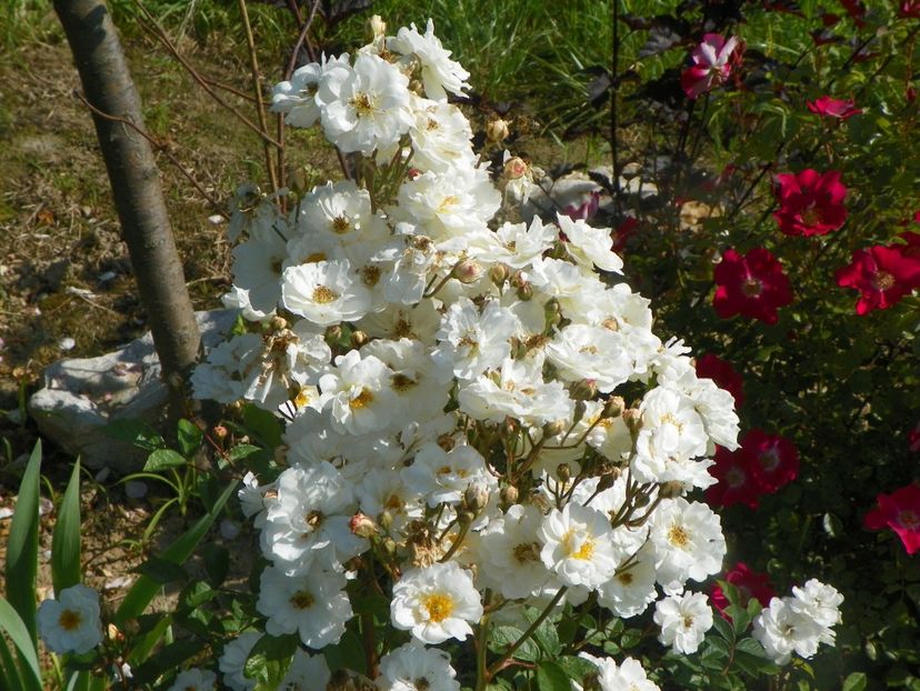 Irene of Denmark - Trandafiri 2019 2