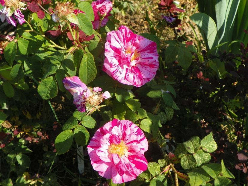 Gallica Versicolor - Trandafiri 2019 2