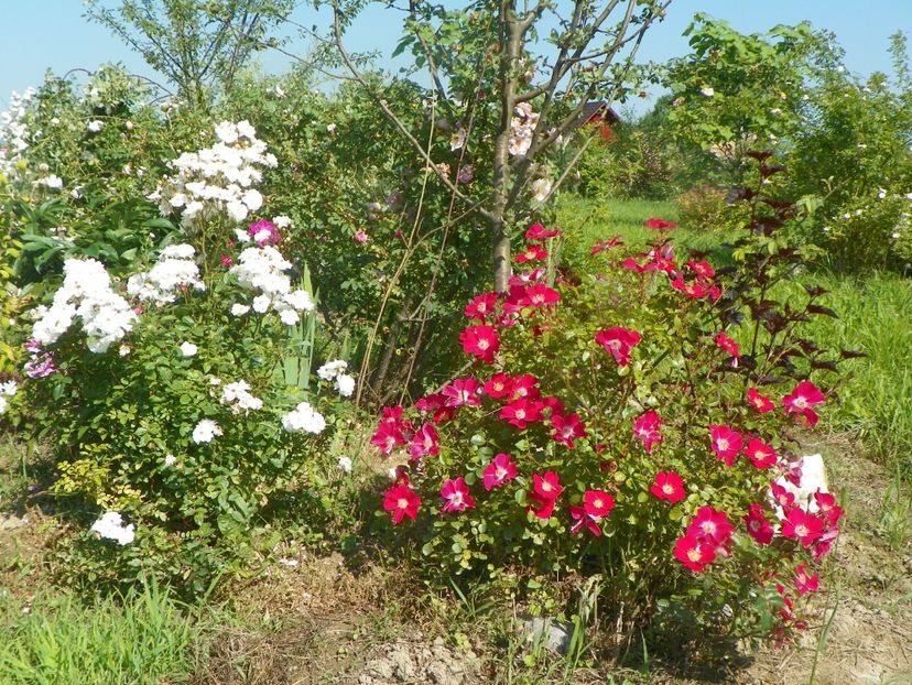 Irene of Denmark si Candia Meillandecor - Trandafiri 2019 2