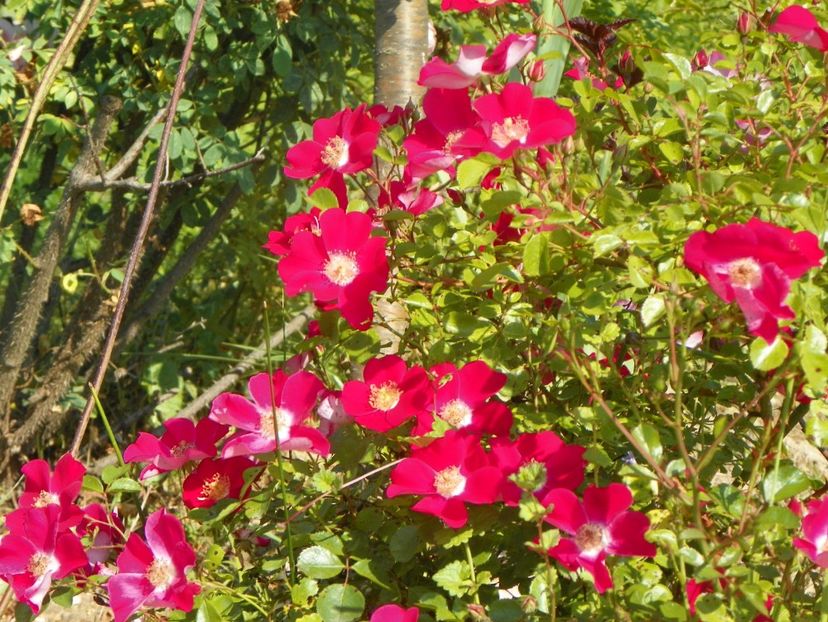 Candia Meillandecor - Trandafiri 2019 2