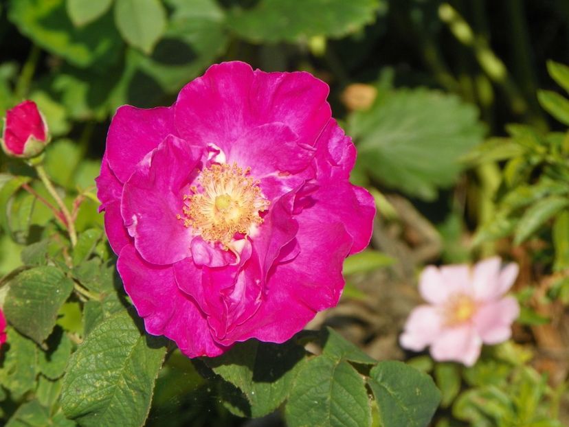 Gallica Officinalis - Trandafiri 2019 2