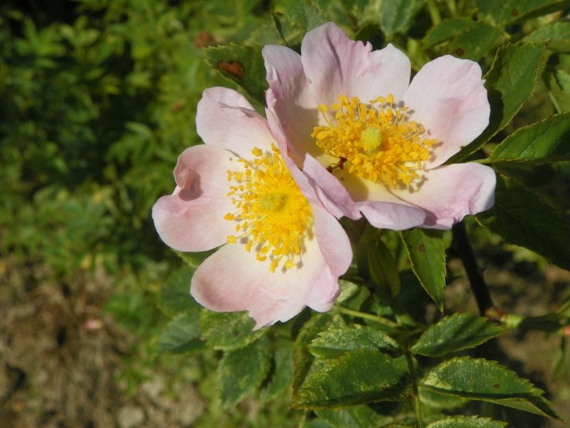 rosa canina - Trandafiri 2019 2