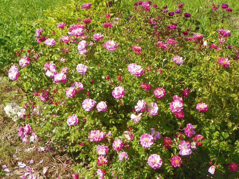 Magic Meidiland - Trandafiri 2019 2