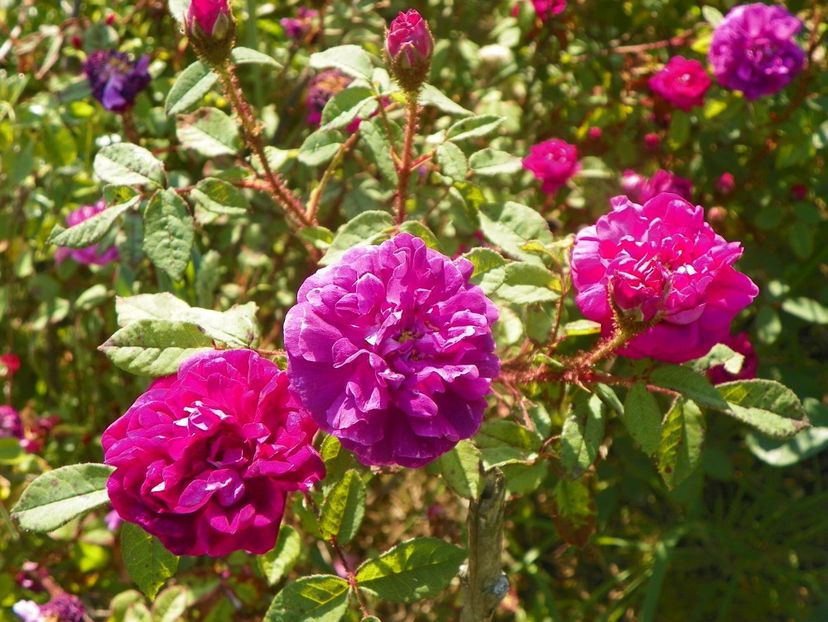 Nuits de Young - Trandafiri 2019 2