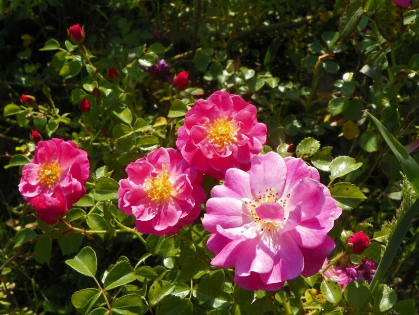 Magic Meidiland - Trandafiri 2019 2