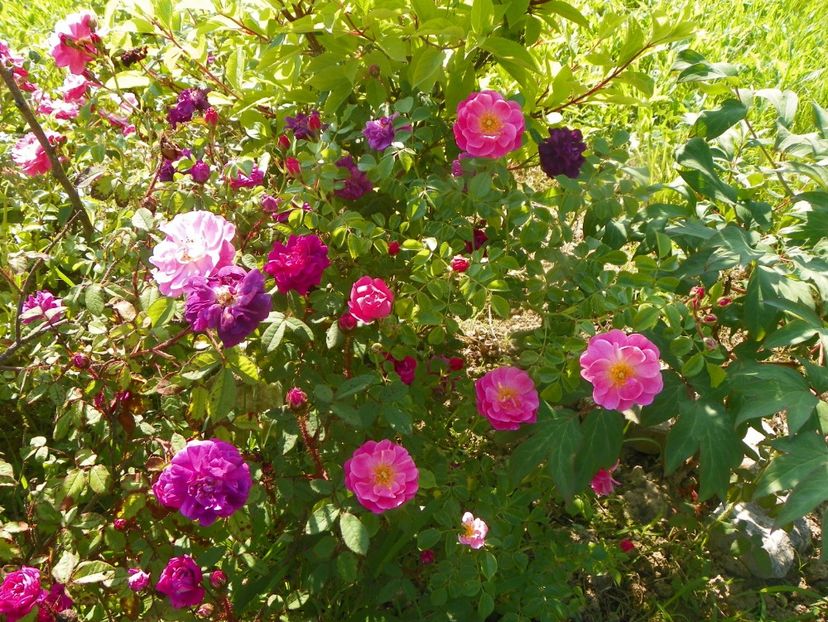 Magic Meidiland si Nuits de Young - Trandafiri 2019 2