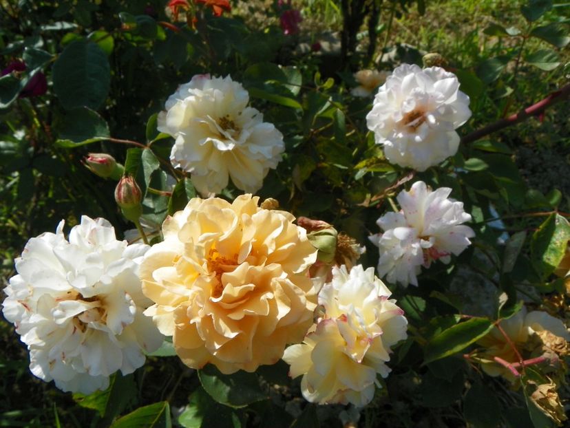 Buff Beauty - Trandafiri 2019 2