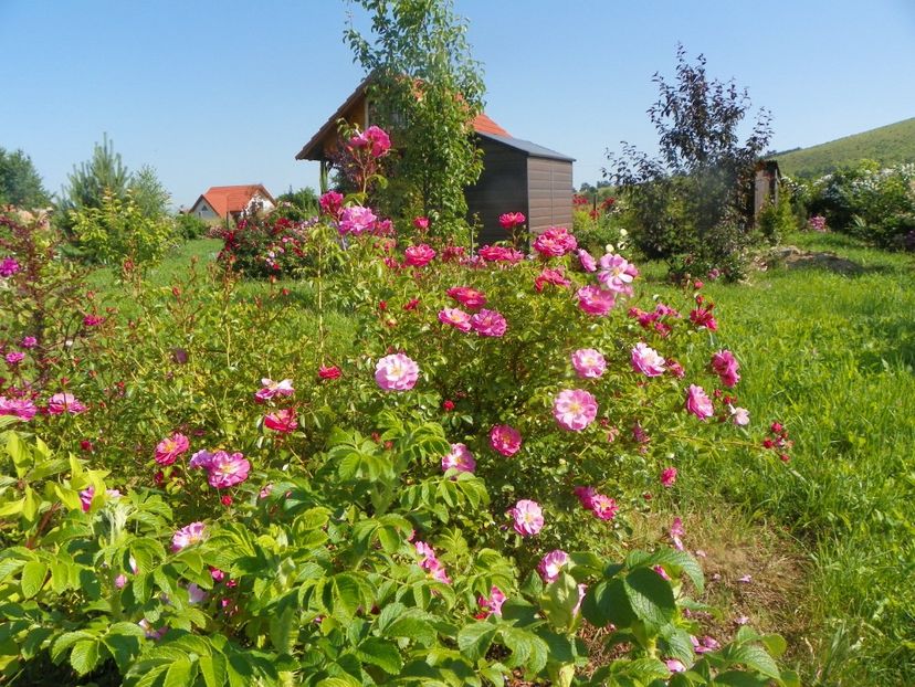 Magic Meidiland - Trandafiri 2019 2