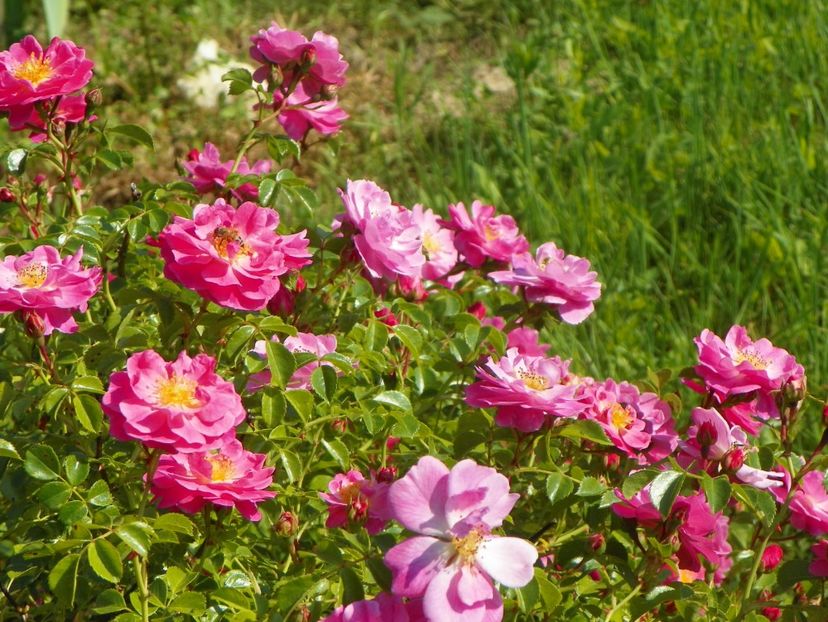 Magic Meidiland - Trandafiri 2019 2