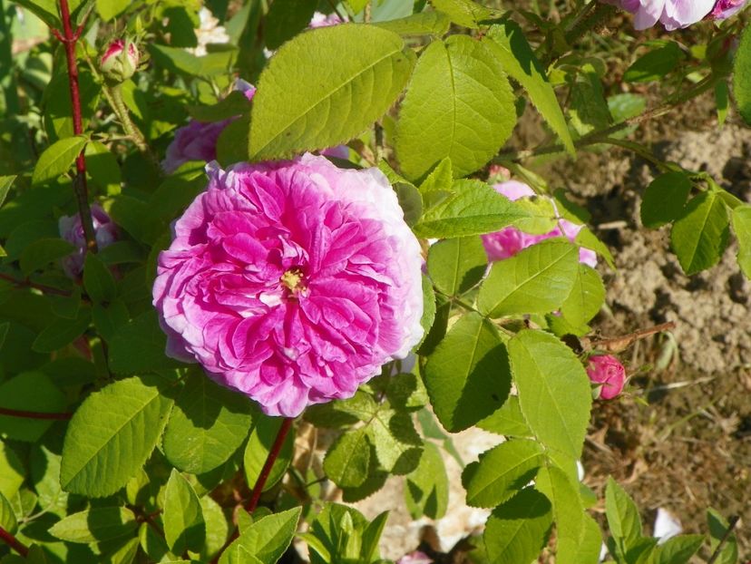 President de Seze - Trandafiri 2019 2