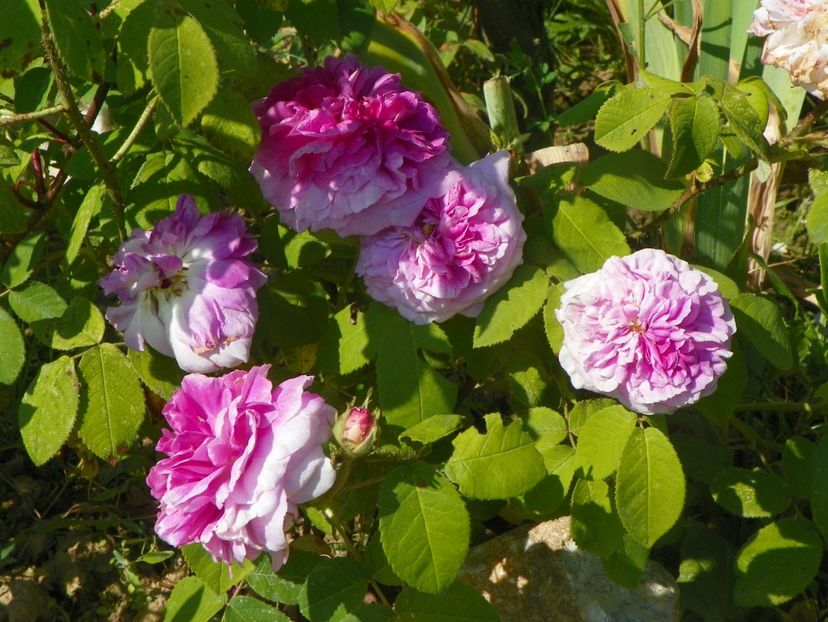 President de Seze - Trandafiri 2019 2