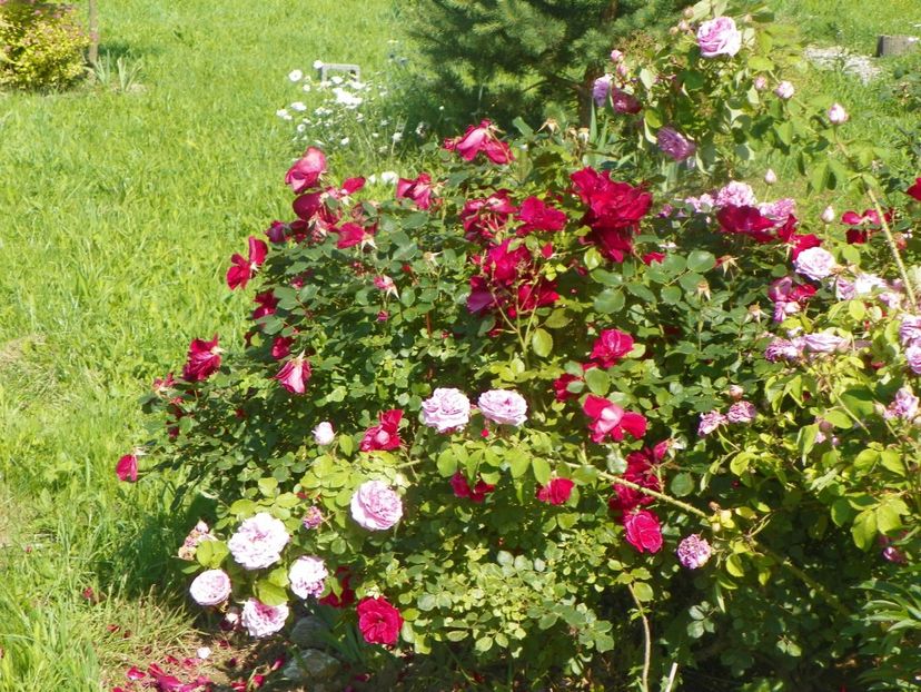 Zeelandia si Compte de Chambord - Trandafiri 2019 2