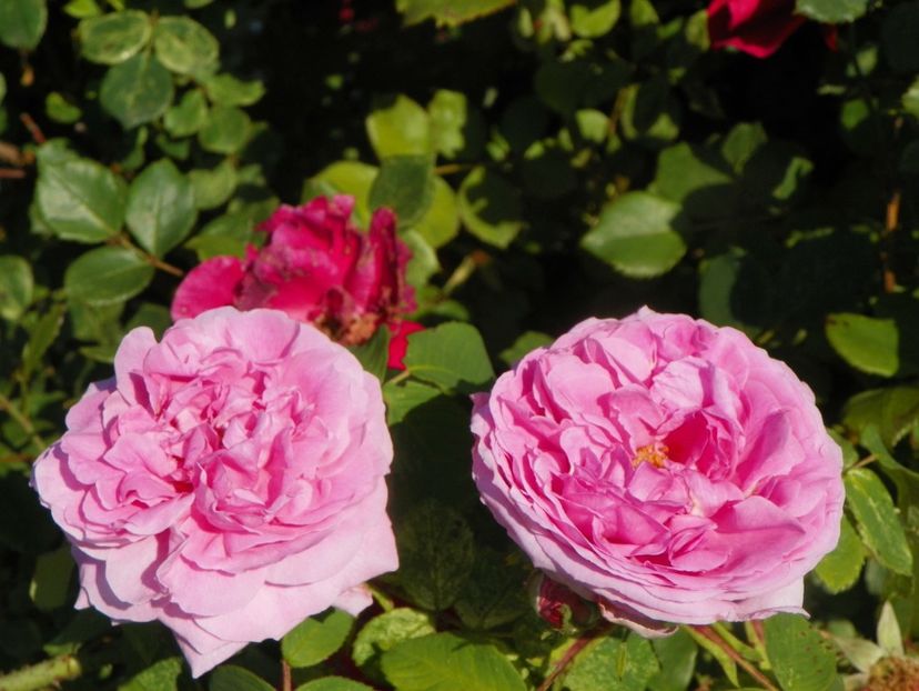 Compte de Chambord - Trandafiri 2019 2