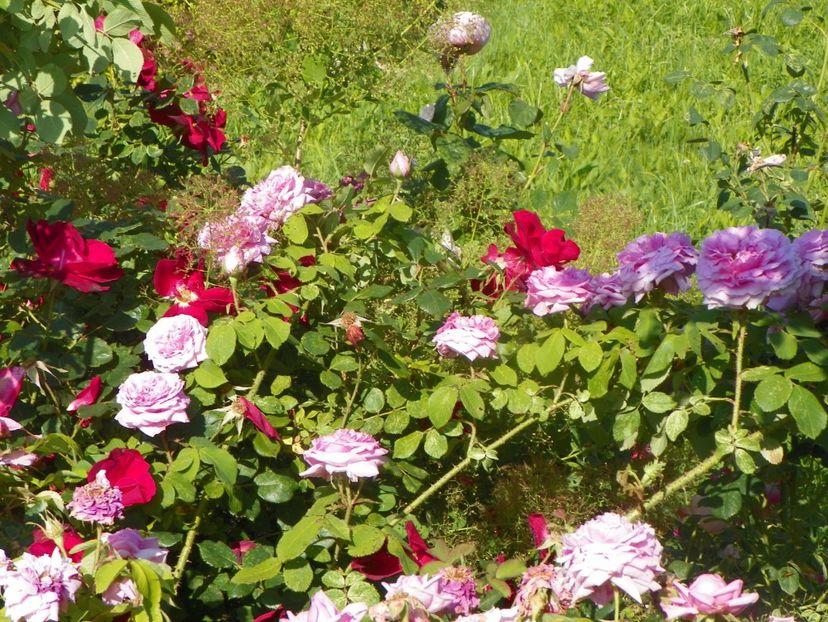 Zeelandia si Compte de Chambord - Trandafiri 2019 2