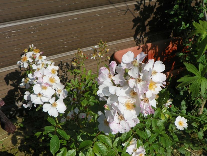 Silver River - Trandafiri 2019 2