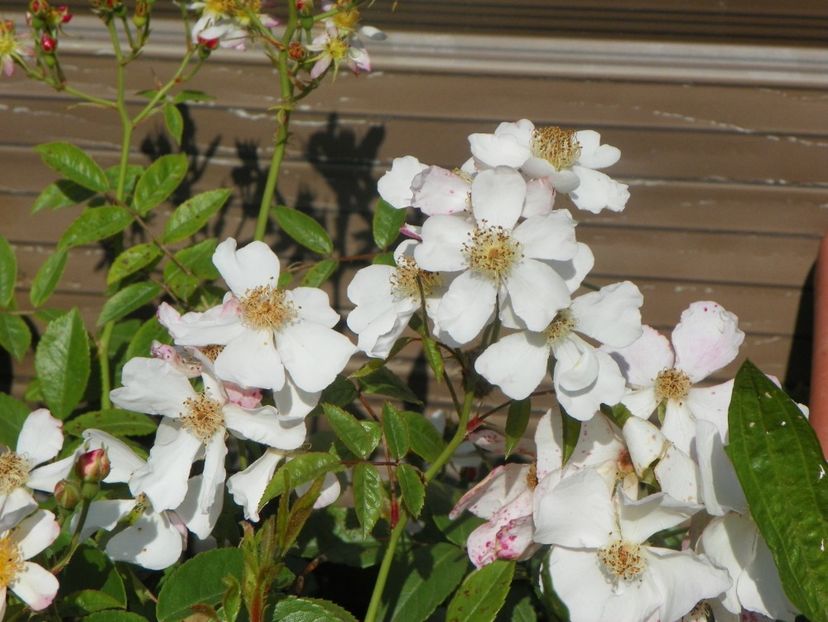 Silver River - Trandafiri 2019 2