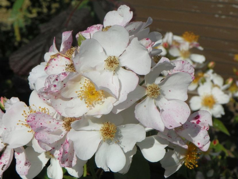 Silver River - Trandafiri 2019 2