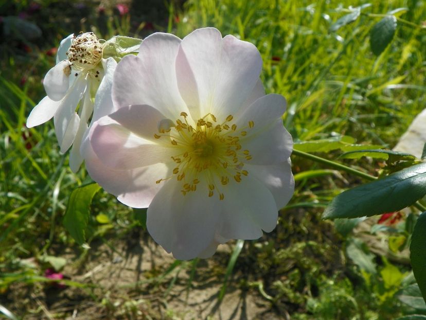 Sourire d'Orchidee - Trandafiri 2019 2