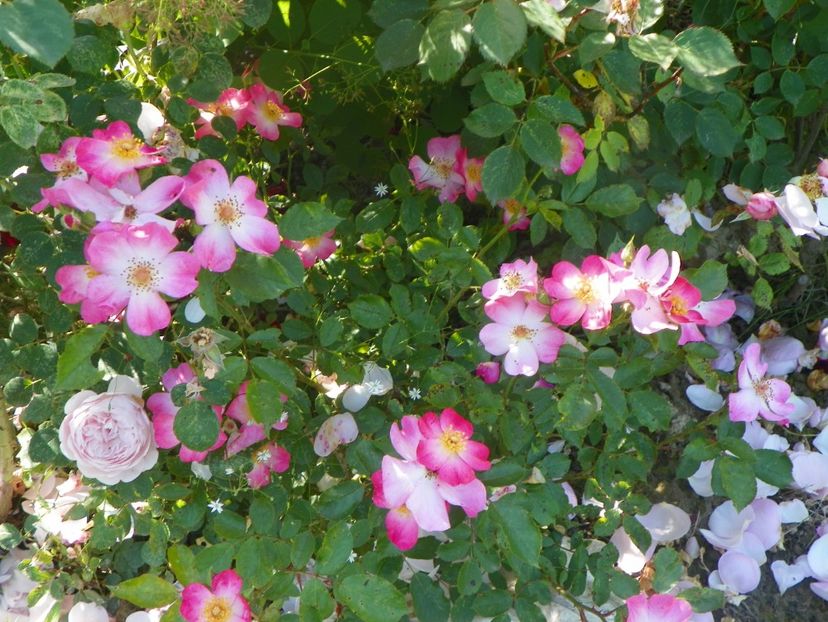 Fleurette - Trandafiri 2019 2