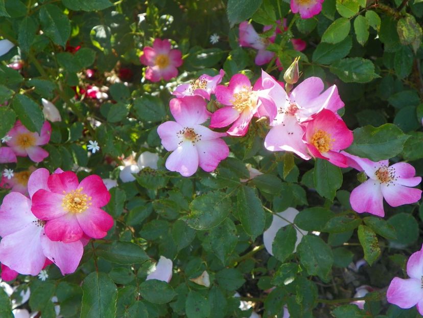 Fleurette - Trandafiri 2019 2