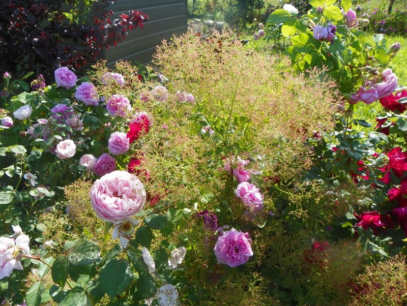 Queen of Sweden, Compte de Chambord - Trandafiri 2019 2