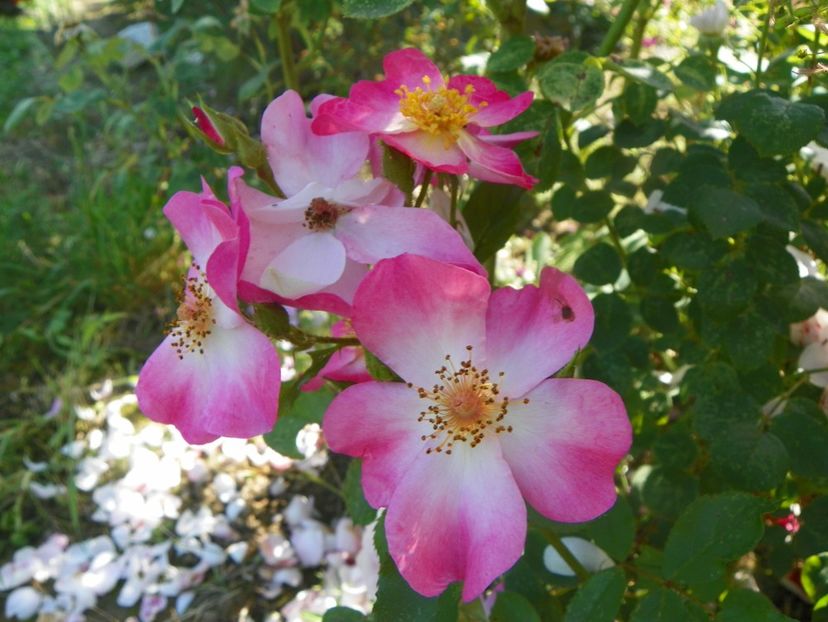 Fleurette - Trandafiri 2019 2