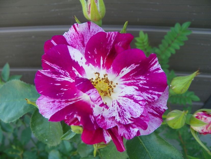 Purple Splash - Trandafiri 2019 2