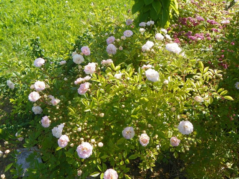 Pink Ghislaine de Feligonde - Trandafiri 2019 2