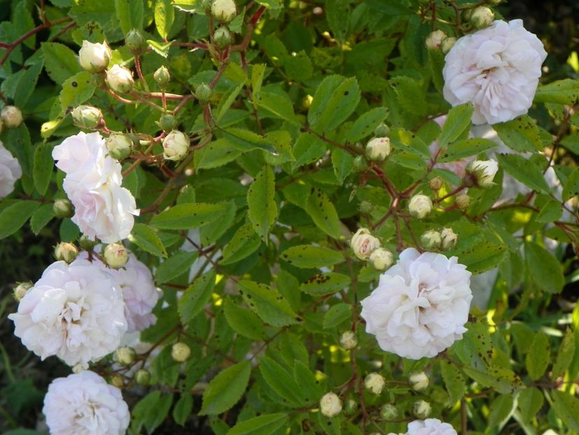 Pink Ghislaine de Feligonde - Trandafiri 2019 2