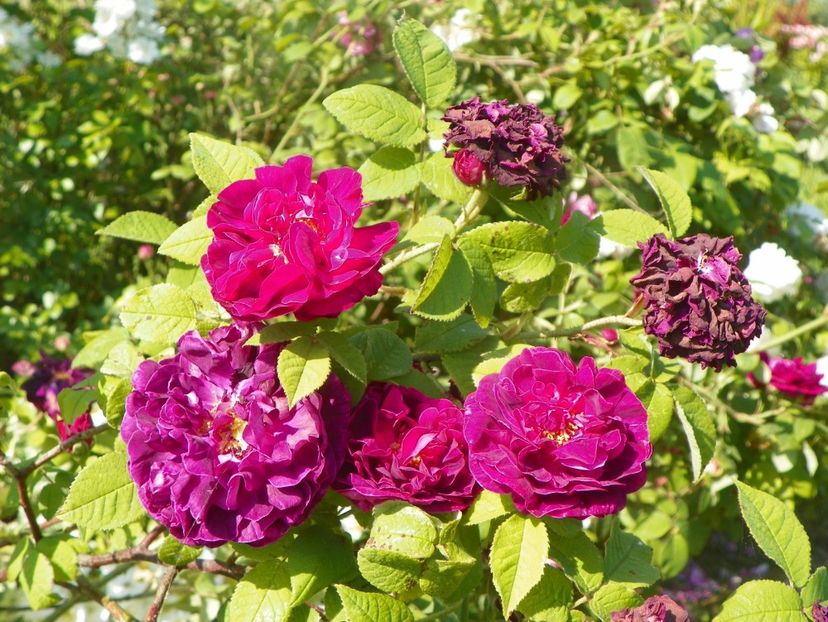 Sissinghurst Castle - Trandafiri 2019 2