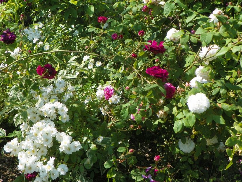 Francine Austin si Sissinghurst Castle - Trandafiri 2019 2