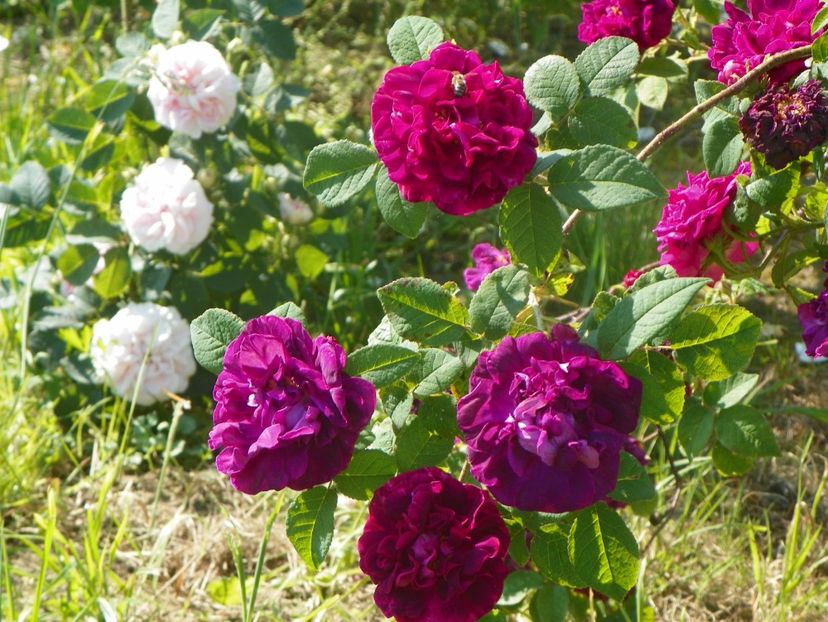 Sissinghurst Castle si Cuisse de Nymphe - Trandafiri 2019 2