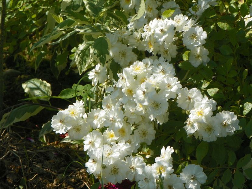 Francine Austin - Trandafiri 2019 2