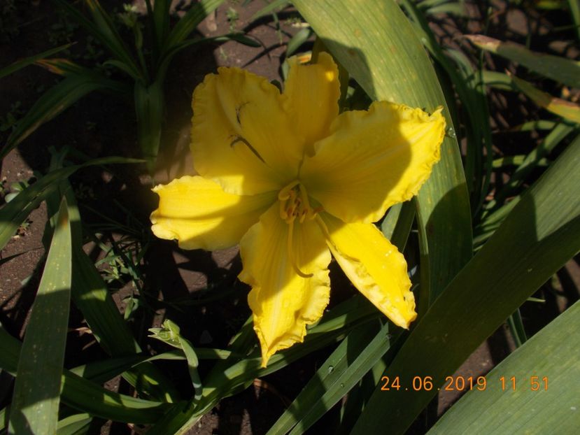 P-r5,4-molokai - HEMEROCALLISI-2019