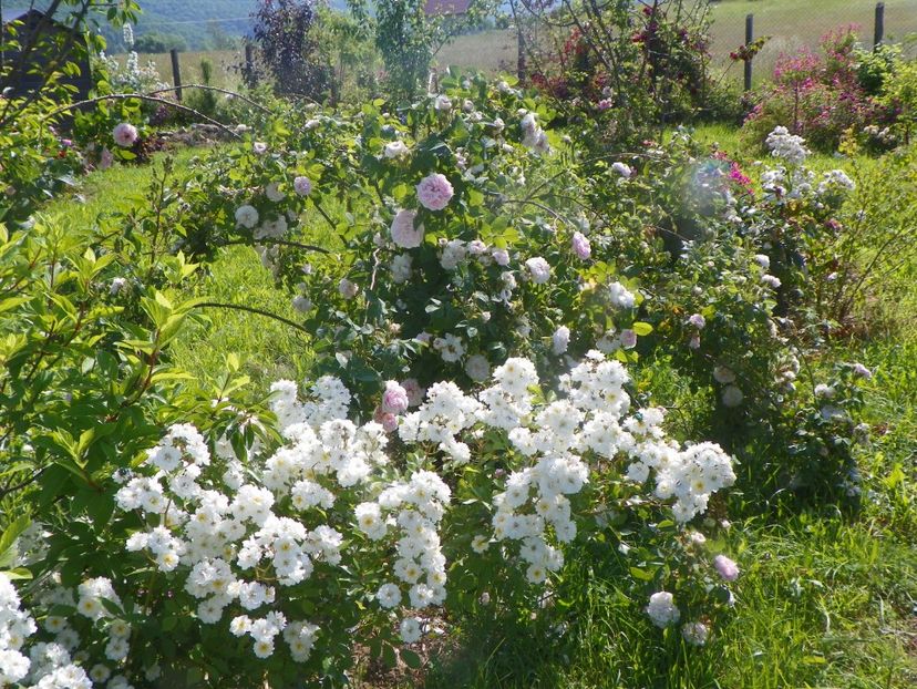 Francine Austin si Cuisse de Nymphe - Trandafiri 2019 2