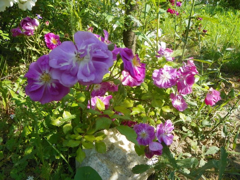 Purple Skyliner - Trandafiri 2019 2