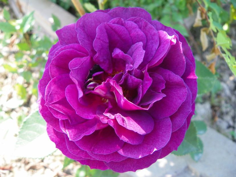 Ebb Tide - Trandafiri 2019 2