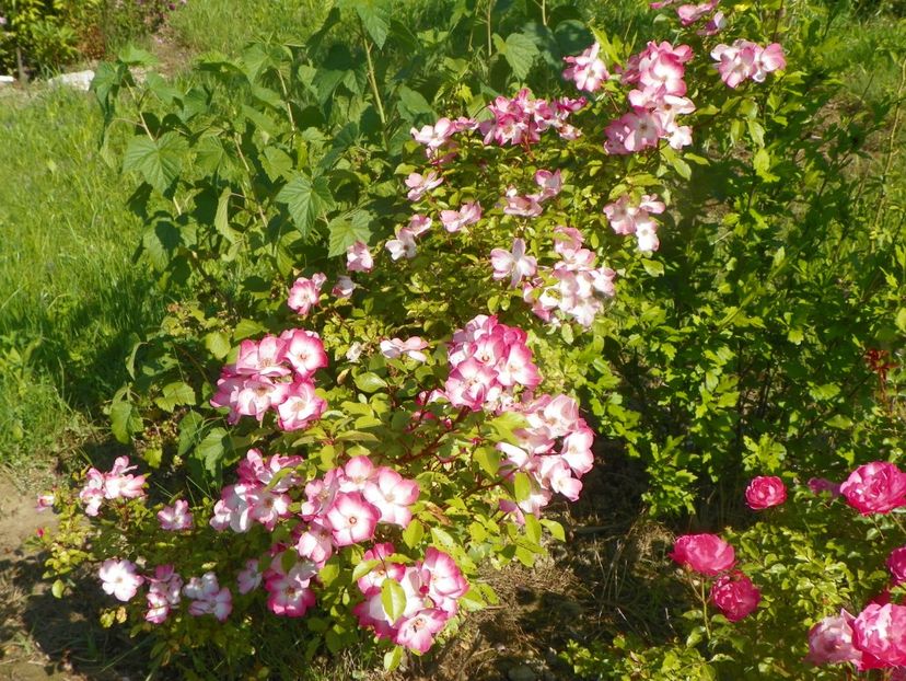 Rush - Trandafiri 2019 2