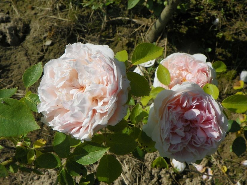 St. Swithun - Trandafiri 2019 2