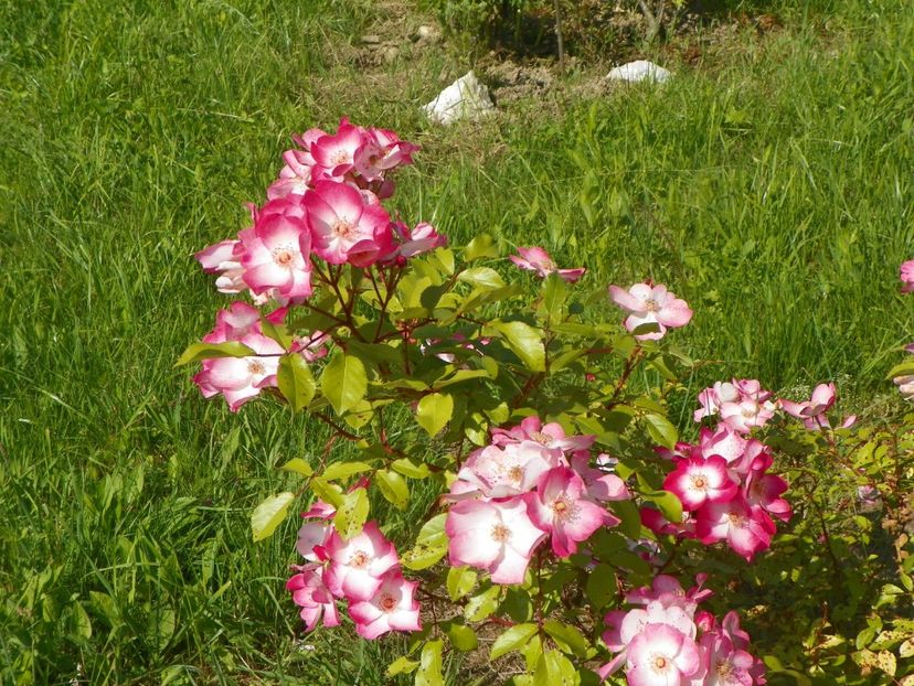 Rush - Trandafiri 2019 2