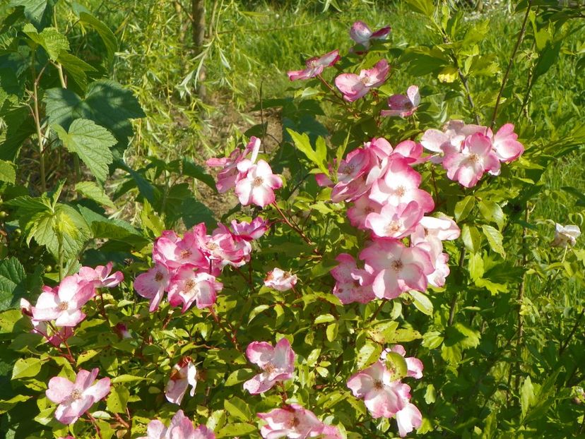 St. Swithun - Trandafiri 2019 2