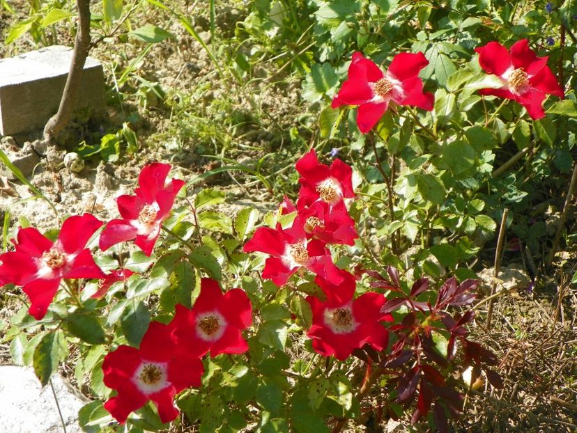 Eyepaint - Trandafiri 2019 2