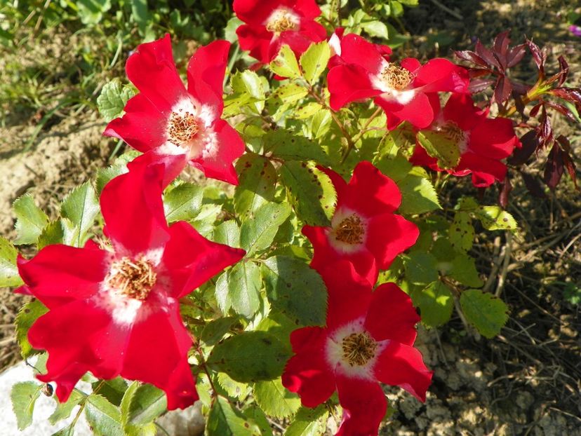 Eyepaint - Trandafiri 2019 2